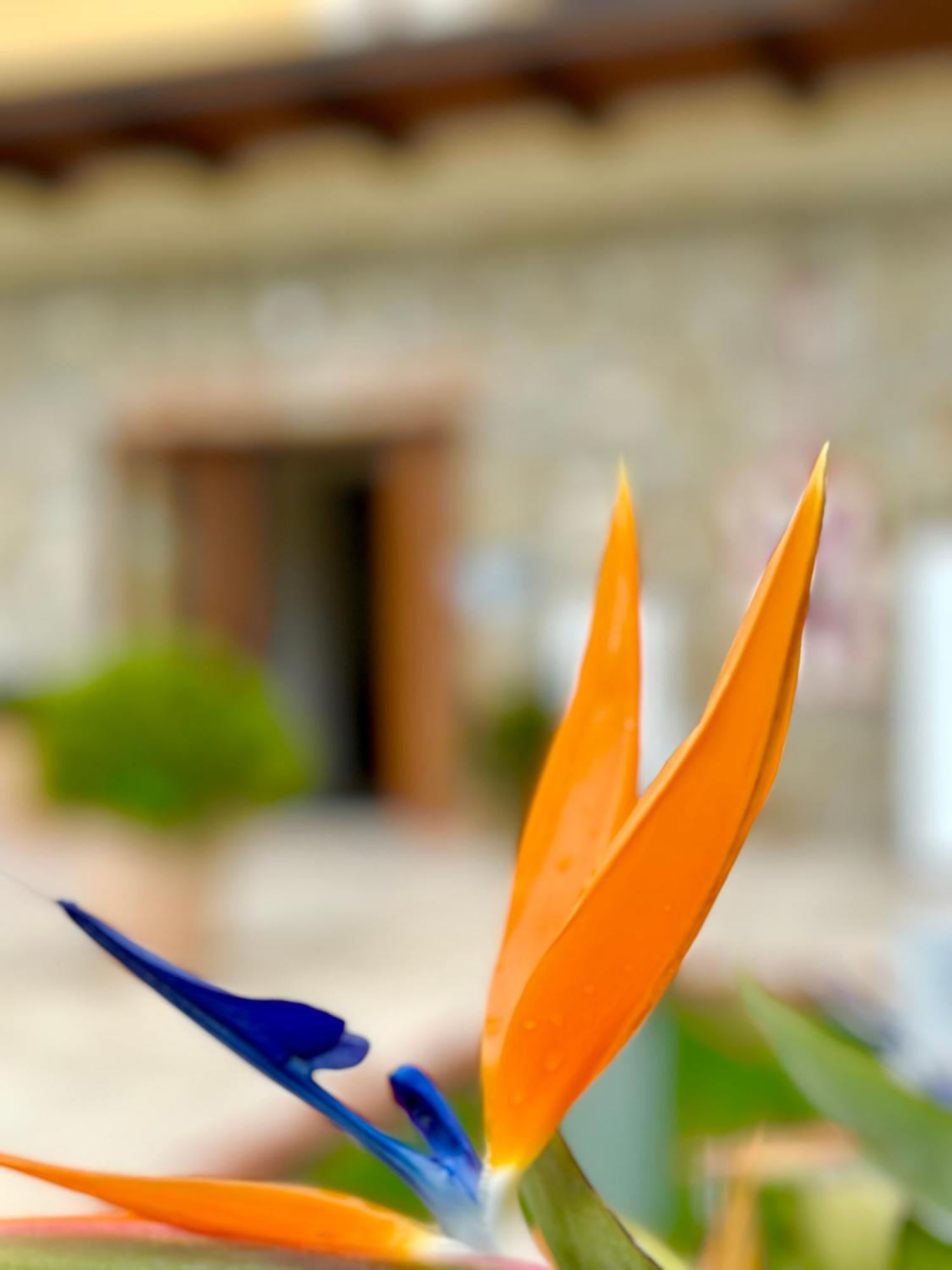 Casale Degli Ulivi Resort Pellare Kültér fotó